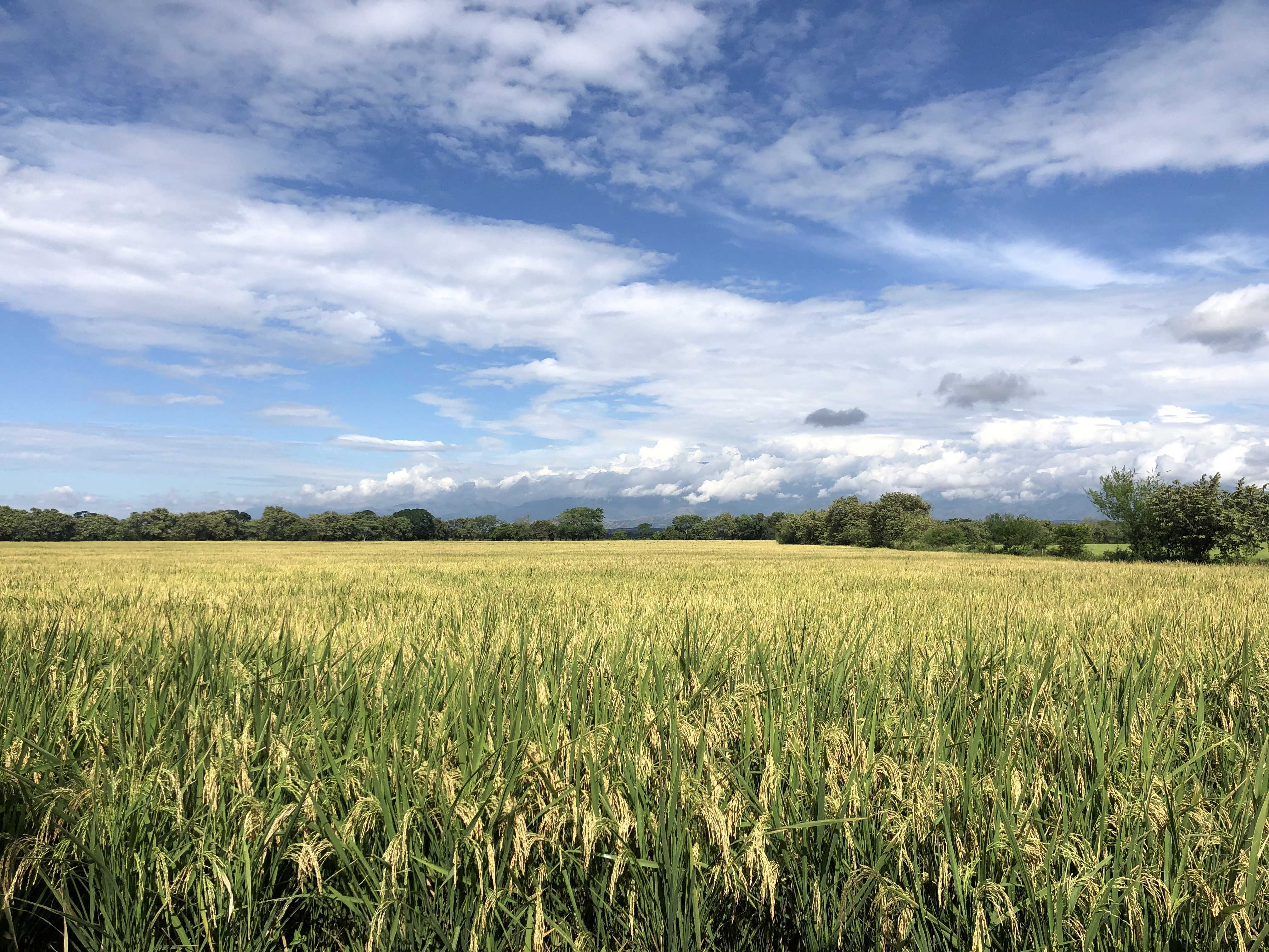 Pajonales, Mavalle y Unipalma: tres referentes de diversificación y evolución socioambiental del agro colombiano