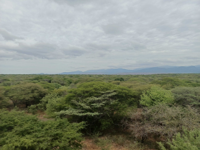 Antiguo tajo de producción de carbón en mina de Cerrejón, hoy recuperado ambientalmente